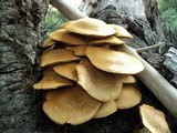Gymnopilus ventricosus image