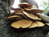 Gymnopilus ventricosus image