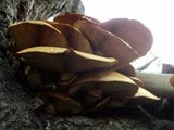 Gymnopilus ventricosus image