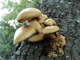 Gymnopilus ventricosus image