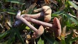 Laccaria amethystina image