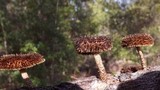 Lentinus bertieri image