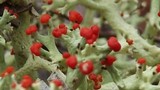 Cladonia leporina image