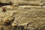 Schizopora paradoxa image
