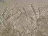 Schizopora paradoxa image