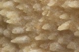 Steccherinum ochraceum image