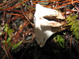Phellodon tomentosus image