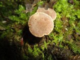 Inocybe tubarioides image