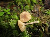 Inocybe tubarioides image