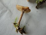 Inocybe tubarioides image