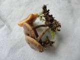 Inocybe tubarioides image