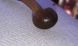 Elaphocordyceps longisegmentis image