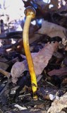 Elaphocordyceps longisegmentis image