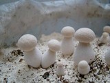 Pleurotus nebrodensis image