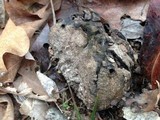 Scleroderma polyrhizum image