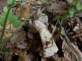 Helvella crispa image