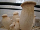 Pleurotus nebrodensis image
