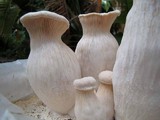 Pleurotus nebrodensis image