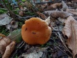 Hydnum rufescens image