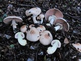 Agaricus hondensis image