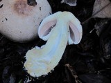Agaricus hondensis image