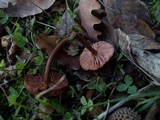 Laccaria bicolor image