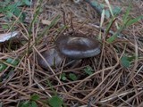 Lyophyllum littorale image