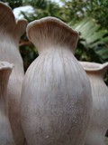 Pleurotus nebrodensis image