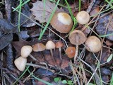 Psilocybe phyllogena image