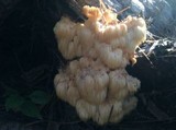 Hericium americanum image