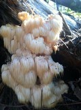 Hericium americanum image
