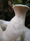 Pleurotus nebrodensis image