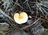 Hydnum umbilicatum image