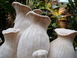 Pleurotus nebrodensis image