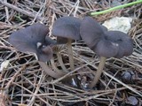 Entoloma brunneoserrulatum image