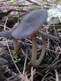 Entoloma brunneoserrulatum image