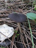 Entoloma brunneoserrulatum image