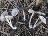 Entoloma brunneoserrulatum image