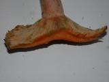 Lactarius deliciosus var. areolatus image