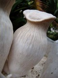 Pleurotus nebrodensis image