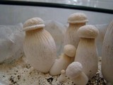 Pleurotus nebrodensis image