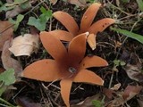 Chorioactis geaster image