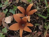 Chorioactis geaster image