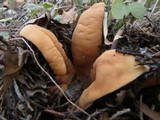 Chorioactis geaster image