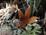 Chorioactis geaster image