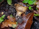 Scleroderma verrucosum image