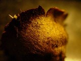 Scleroderma verrucosum image