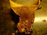Scleroderma verrucosum image