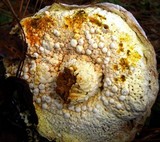Hypomyces microspermus image