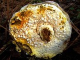Hypomyces microspermus image